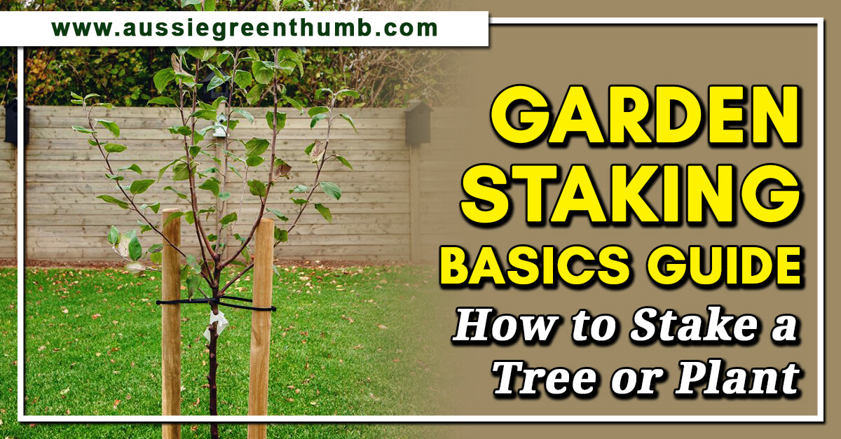 Garden Staking Basics Guide How to Stake a Tree