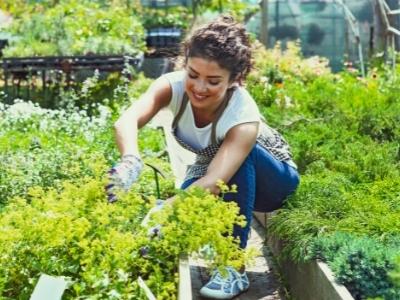 Gardening Tips for Australian Gardens
