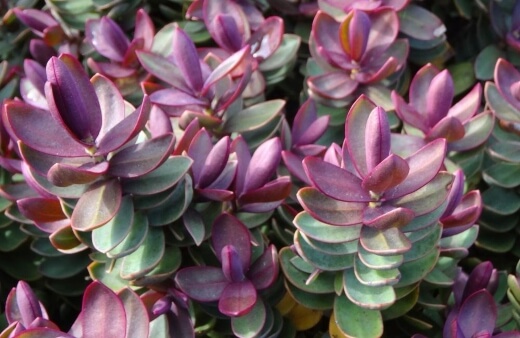 Hebe 'Red Edge' is definitely eye-catching, with its gorgeous silver blue-green leaves