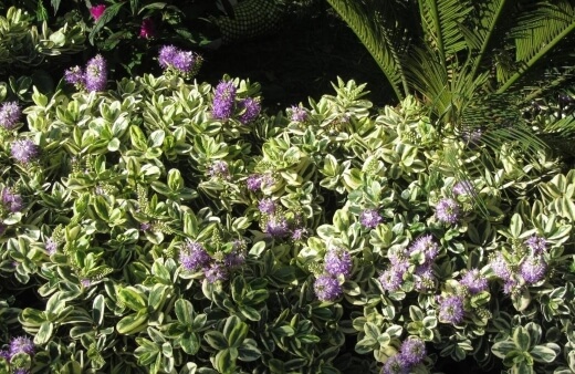 Hebe 'Variegata' has variegated leaves with a green-grey centre and is cream around the edges