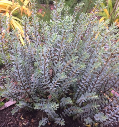 Hebe 'Western Hills' looks frosty with its combination of silver-grey leaves and bright white or pale lavender flowers