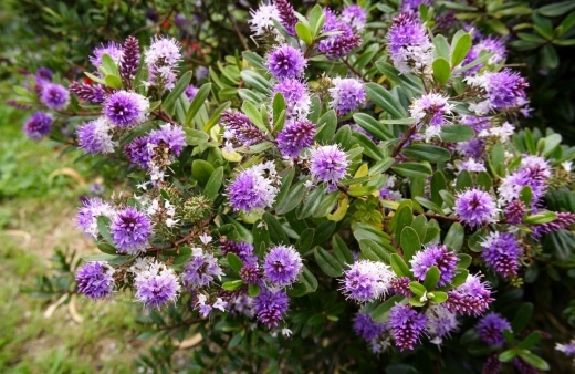 Hebes are genus of plants native to New Zealand