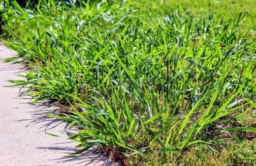 How to Control Crabgrass