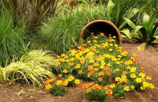 How to Grow Marigolds