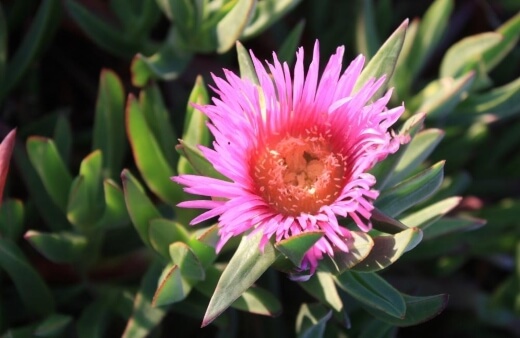 How to Grow Pigface Plant