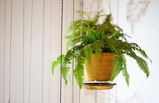 How to Grow the Boston Fern