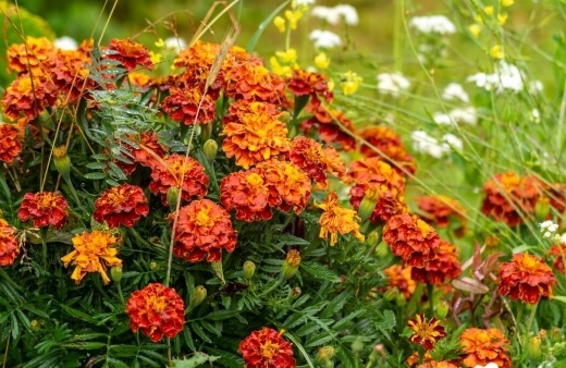 How to Propagate Marigolds