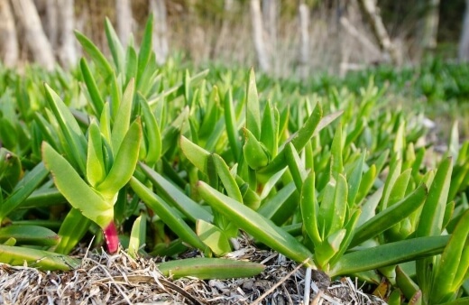 How to Propagate Pigface