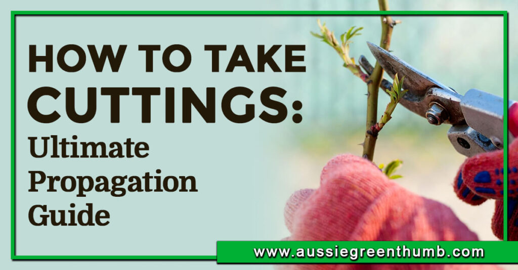 How to Take Cuttings: Ultimate Propagation Guide