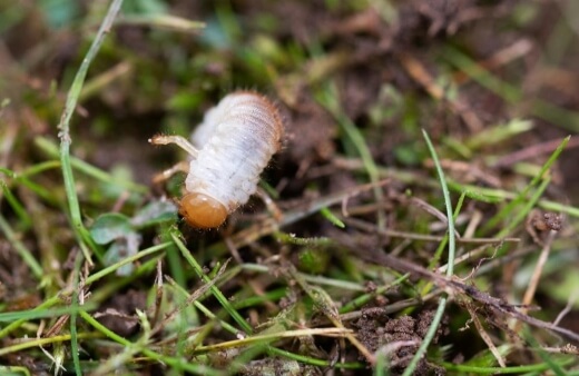 Lawn grubs can cause dead patches in the lawn and brown spots on your lawn grass