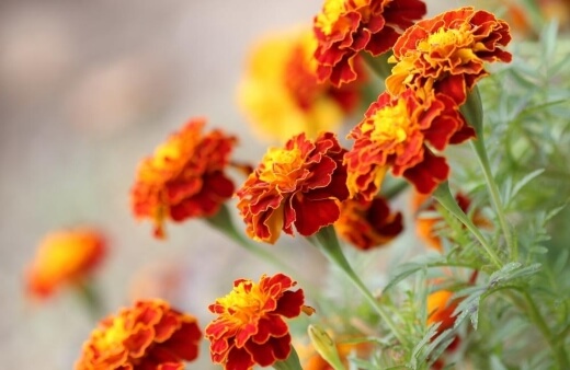 Marigold flowers can be used to treat a variety of skin conditions