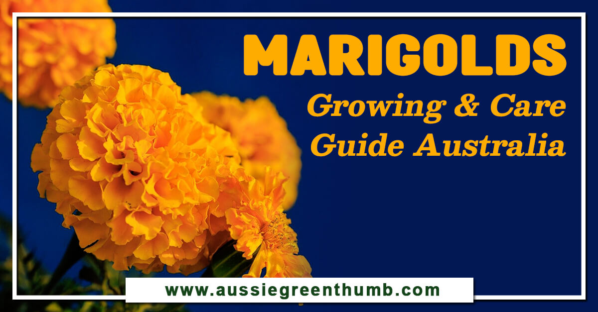 Marigolds – Growing & Care Guide Australia