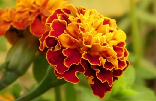 Marigolds have very few pests or problems