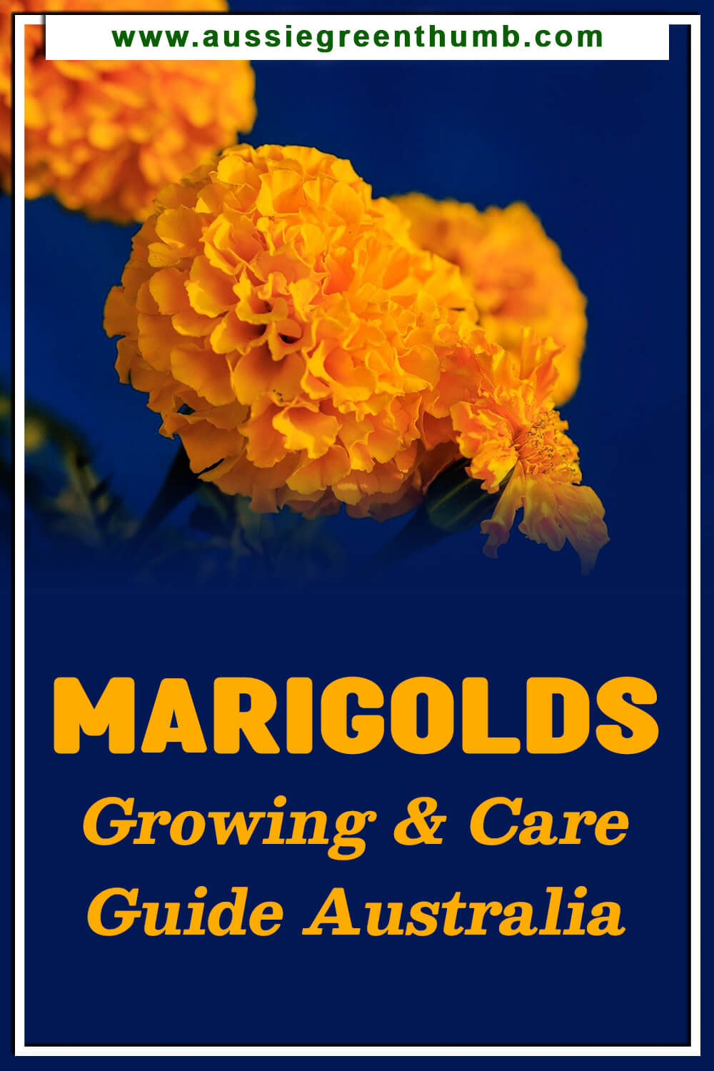 Marigolds – Growing & Care Guide Australia