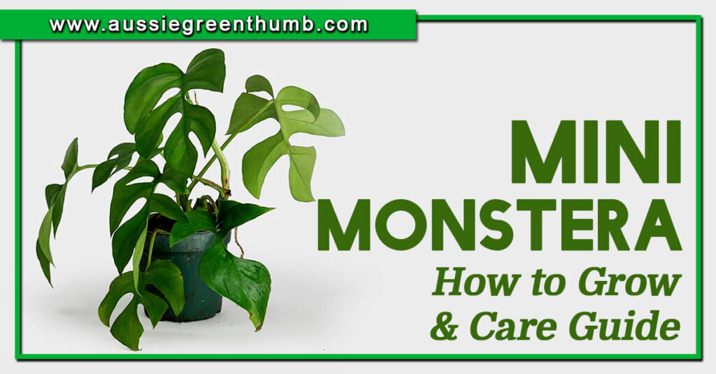 Mini Monstera How to Grow and Care Guide