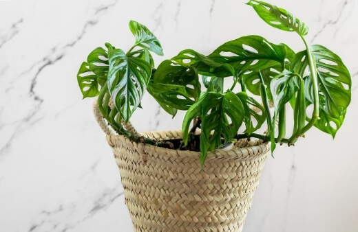 Mini monstera plants are easy to grow indoors and are generally quite problem free