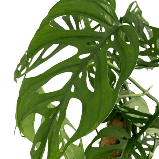 Monstera Adansonii Laniata are similar in size and shape to the classic variety