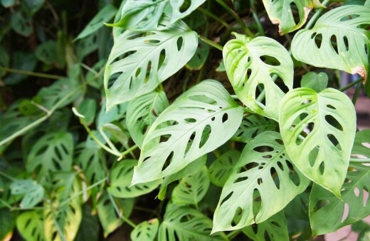 Monstera Adansonii is native to Central and South America, parts of southern Mexico, and the West Indies