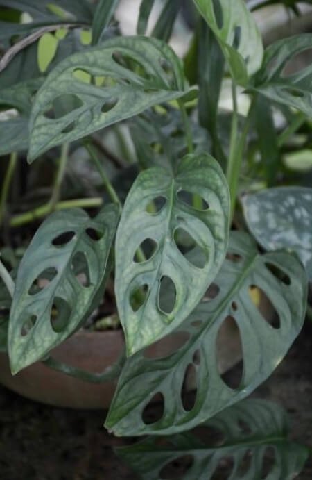 Monstera Obliqua much more delicate than the classic adansonii, and the holes in the leaves are much larger