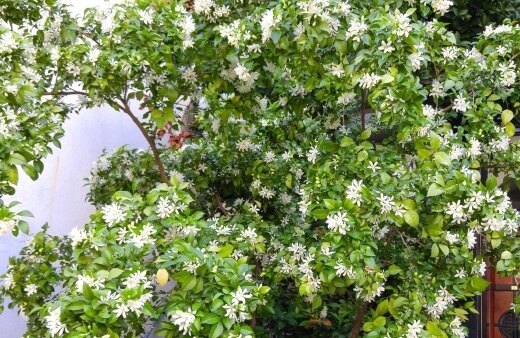Murraya paniculata produces delicate white flowers with a magnificent scent making it a great choice for a fragrant hedge