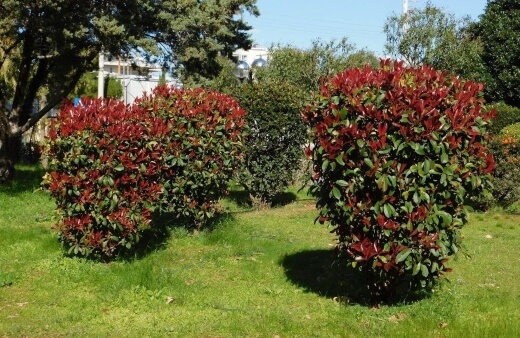 Photinias are a fantastic choice for those who are looking at a colourful Australian hedge