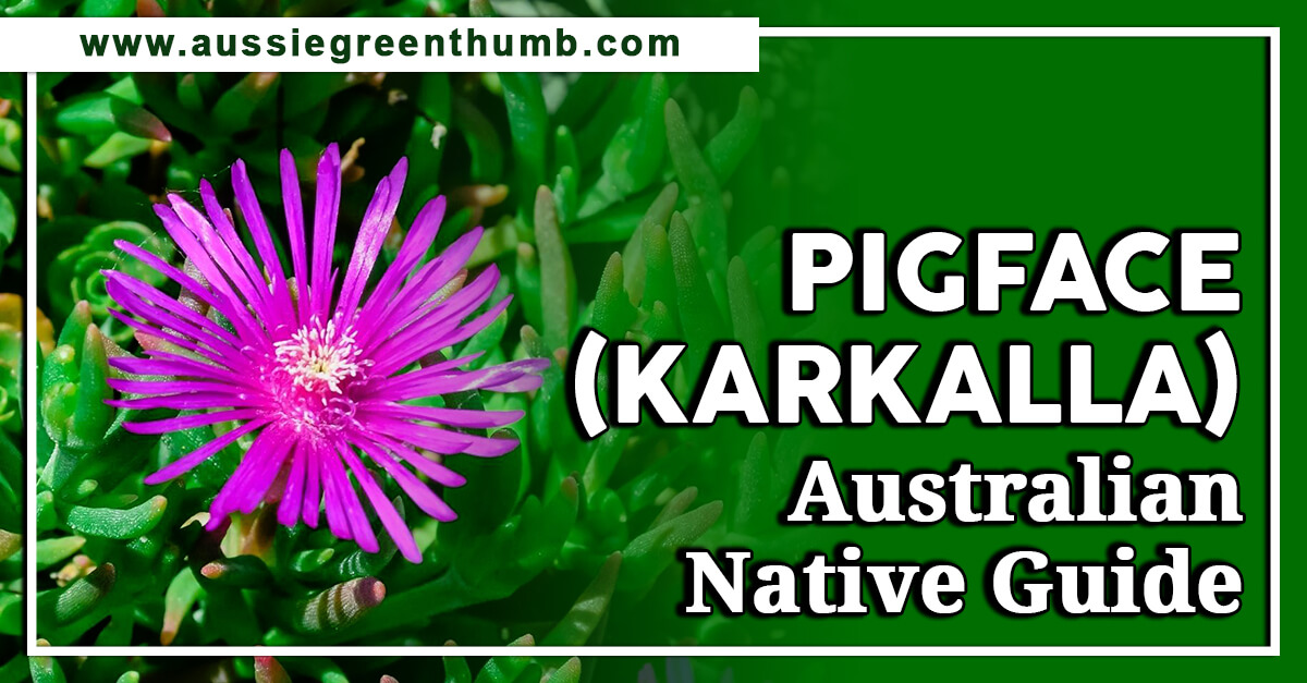 Pigface (Karkalla) – Australian Native Guide