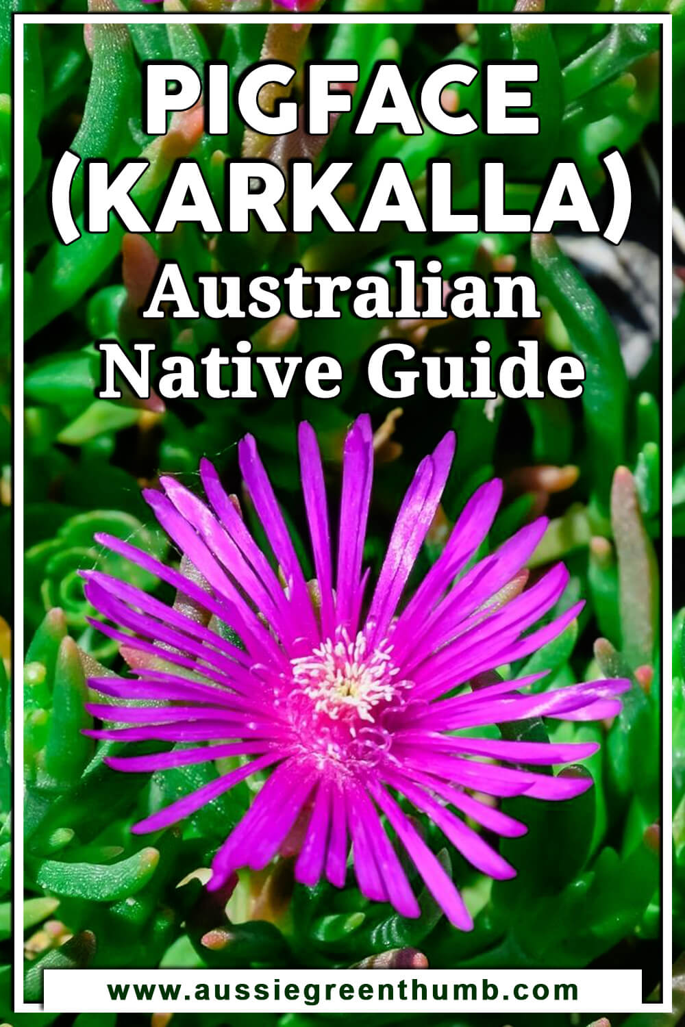 Pigface (Karkalla) – Australian Native Guide