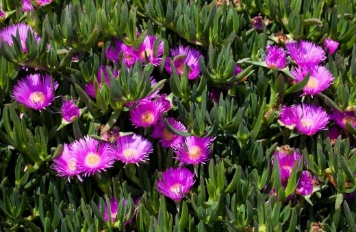 Pigface plant has very fleshy leaves and is indeed fire-resistant