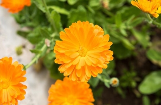 Pot marigold is actually not a true marigold