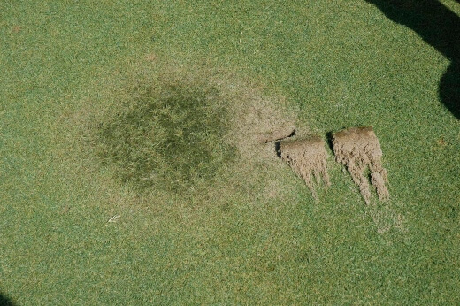 Pythium is one of the most common lawn problems