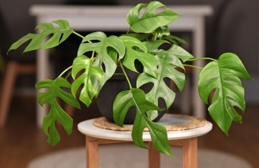 Mini Monstera How to Grow and Care Guide