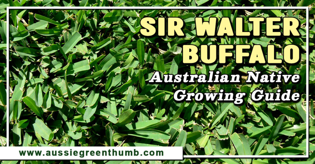 Sir Walter Buffalo Australian Native Growing Guide