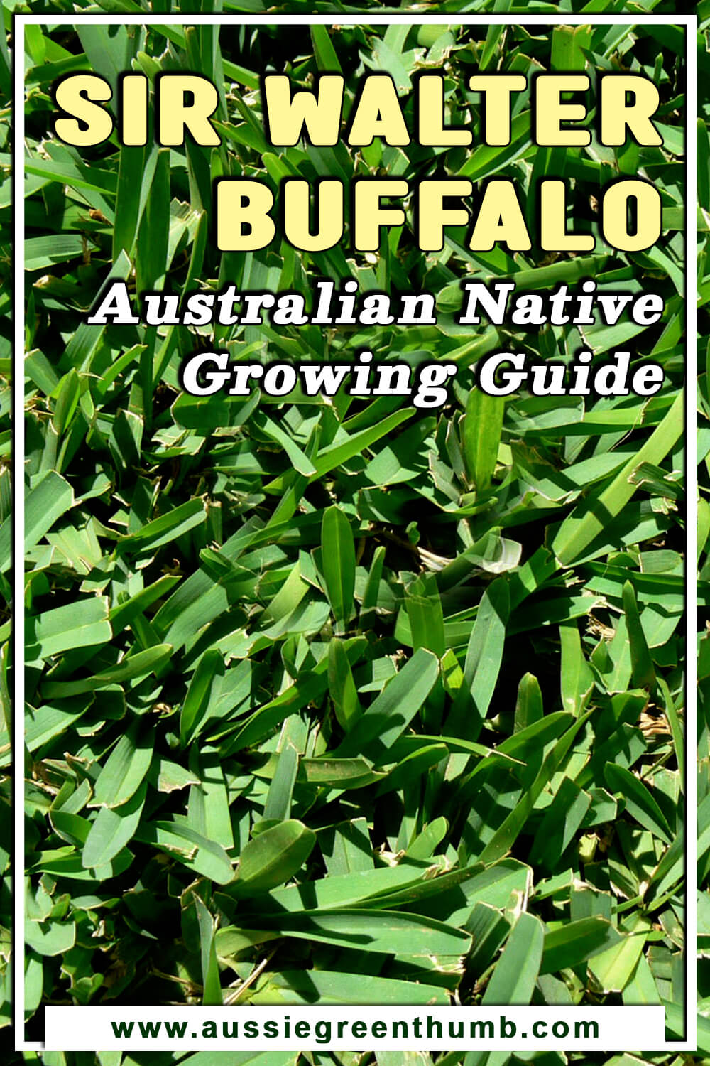 Sir Walter Buffalo Australian Native Growing Guide