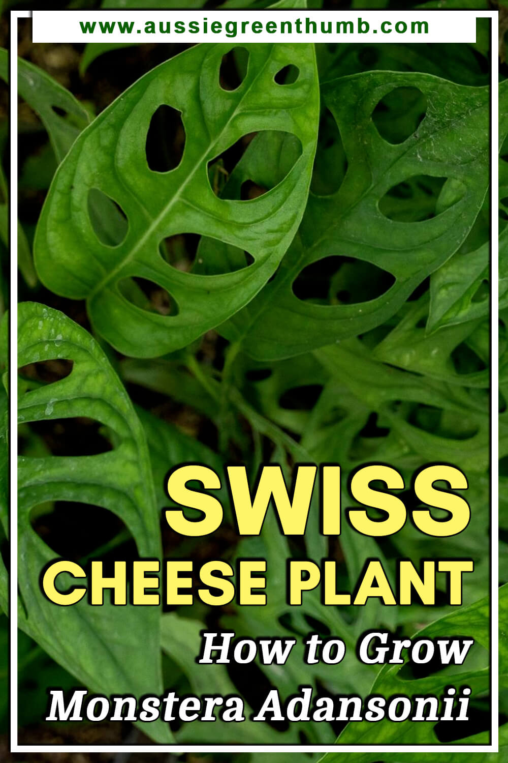 Swiss Cheese Plant – How to Grow Monstera Adansonii
