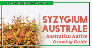 Syzygium Australe Australian Native Growing Guide