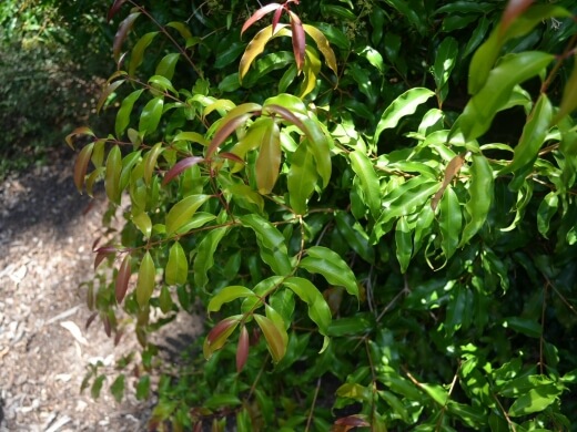 Syzygium anisatum is another rare Australian rainforest tree with aromatic leaves that contain an essential oil profile