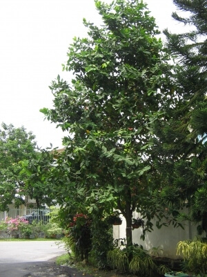 Syzygium aqueum commonly known as watery rose apple or bell fruit, is a species of brush cherry tree that is widely cultivated for its wood and edible fruits