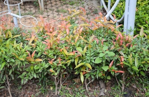 Syzygium australe is a very well-known bush tucker plant, producing plump little pink edible fruits that have been considered excellent native food for generations