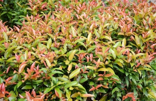 Syzygium australe is native to eastern Australia and usually grows as a small to medium tree