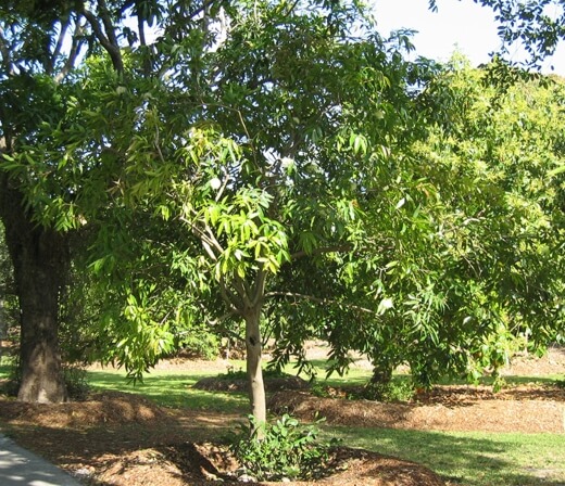 Syzygium jambos is native to Southeast Asia and is widely used as an ornamental fruiting garden tree