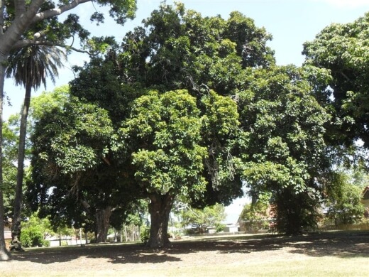 Syzygium moorei is a rare subtropical rainforest tree from New South Wales and south east Queensland