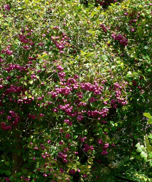 Syzygium smithii is a summer-flowering, winter-fruiting evergreen tree that is now commonly known as Monkey Apple or Lilly Pilly