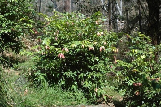 Syzygium wilsonii, known as the Powderpuff Lilly Pilly, is native to the northern Queensland rainforests