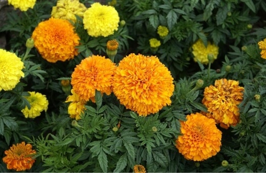 Tagetes erecta is the tallest and most upright marigold, and produces large, full flowers