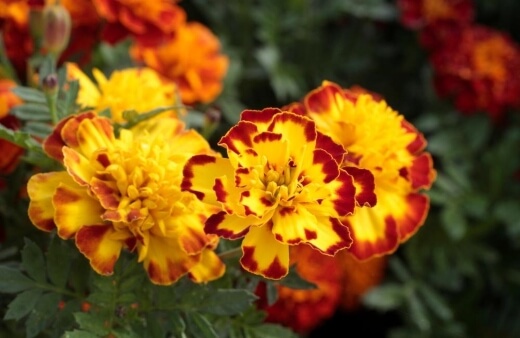 Tagetes patula do well in rainy conditions more than the other Tagetes species