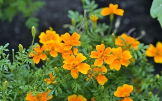 Tagetes tenuifolia like hot and dry sites and make a great edging plant