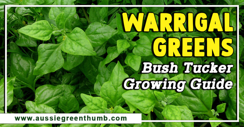 Warrigal Greens Bush Tucker Growing Guide