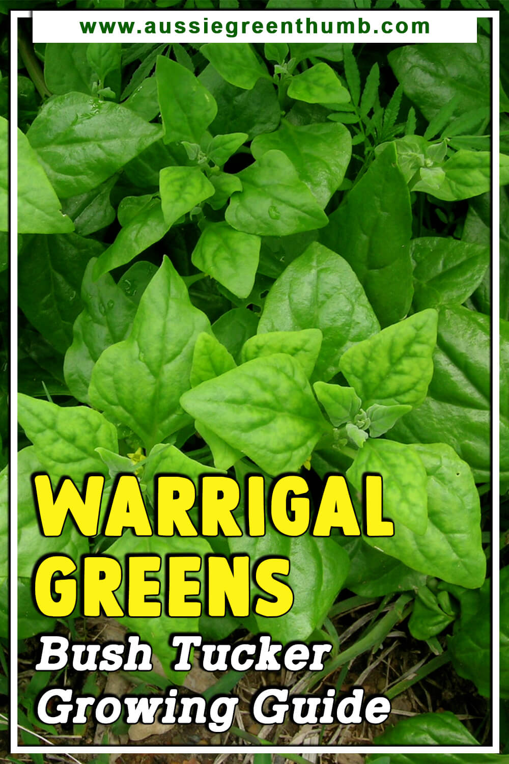 Warrigal Greens Bush Tucker Growing Guide