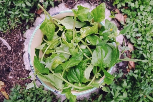 Warrigal greens are Australia’s very own spinach