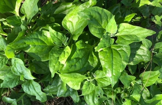 Warrigal greens are native to large parts of the Asia-Pacific region and also Chile where they grow along beaches and in dunes